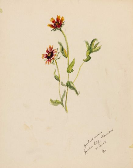 Picture of two red flowers